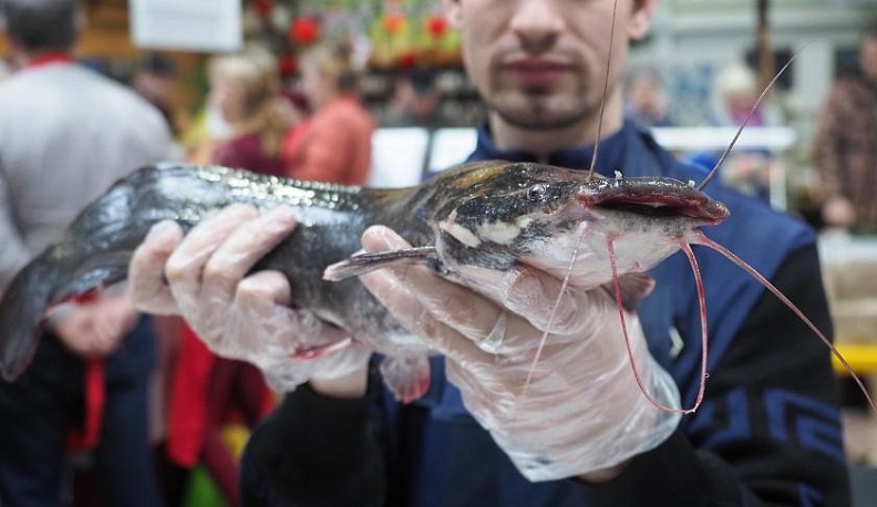 В Калугу привезли африканского сома из Козельска