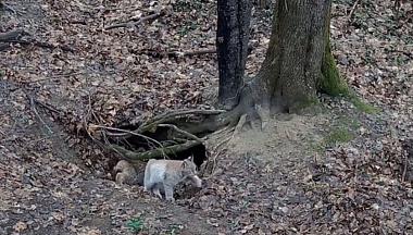 В Калужской области фотоловушки запечатлели редкую рысь с детенышами