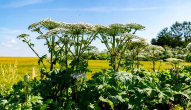 В Калужской области скосят борщевик вдоль дорог и уберут валежник 