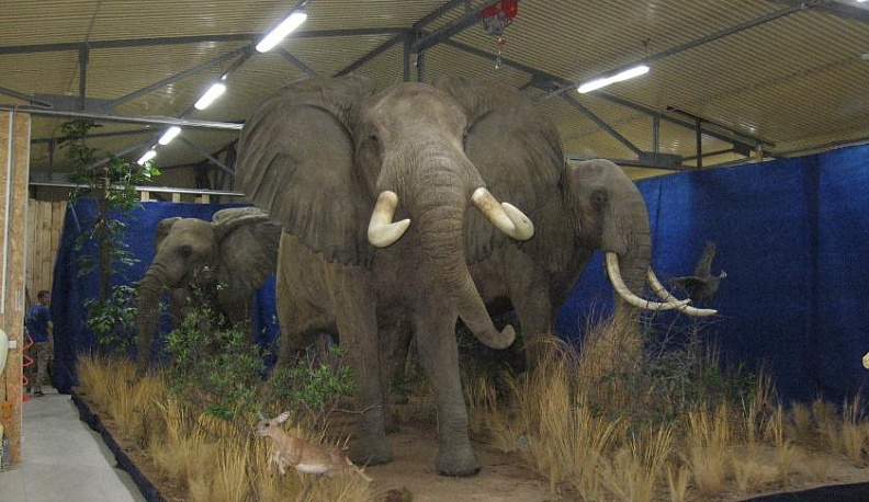 Где в наших краях найти слона?