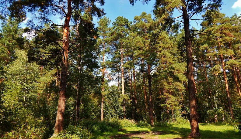 В Кировском районе определили точные границы 397 гектаров городских лесов