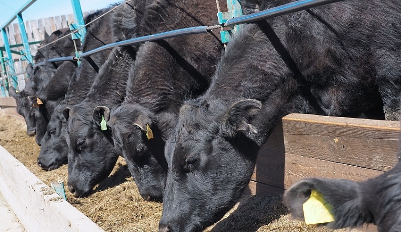 В Калужской области растет поголовье скота мясных пород