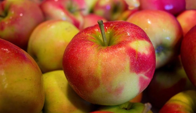 Россельхознадзор уничтожил 65 тонн польских яблок и груш