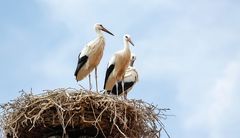 После зимовки в Калужскую область вернулись первые аисты