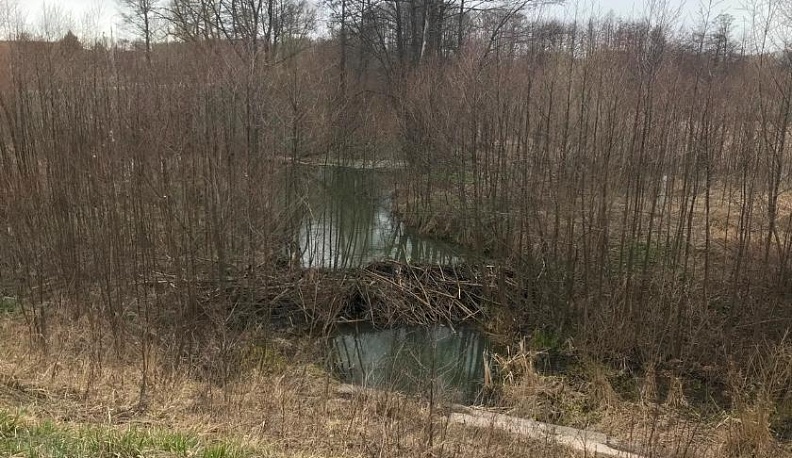 Минприроды Калужской области начало проверку сообщений о сбросе химотходов в реку Росвянку