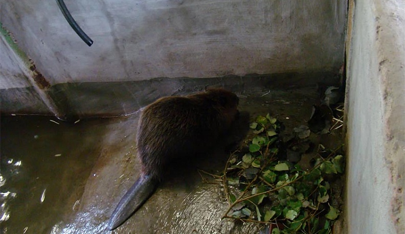 В Боровском районе спасатели спасли бобра