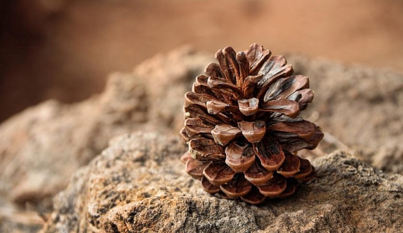 В Калужской области собрано около 19 тонн шишек