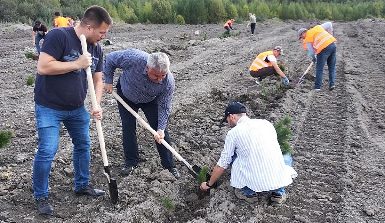 Отработанный карьер под Калугой засадили соснами