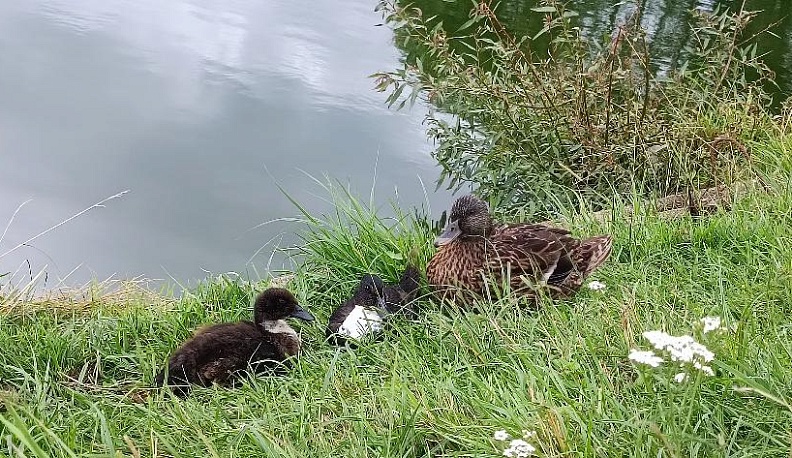 Очаги, которые не греют