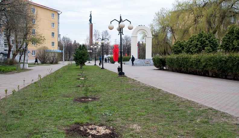 Кедры, ёлки, яблони