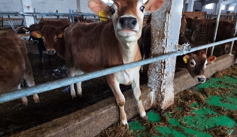 С господдержкой калужского Центра «Мой бизнес» фермеры получают консультации по технологиям животноводства