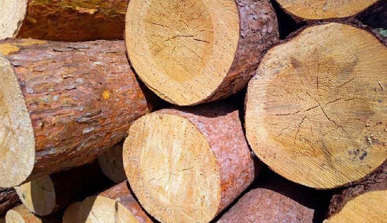 Житель Думинич незаконно вырубил сосны почти на 250 тысяч рублей