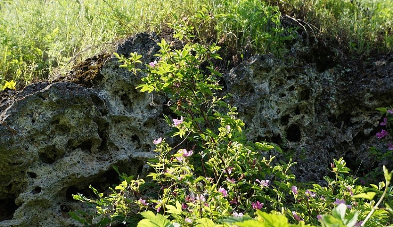 В Медынском районе определили границы охраны памятника природы