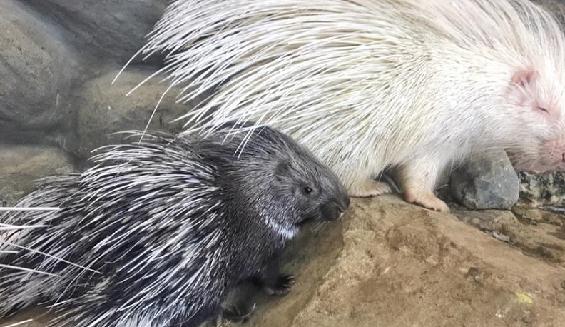 Маленьким дикобразам из калужского зоопарка выбрали имена