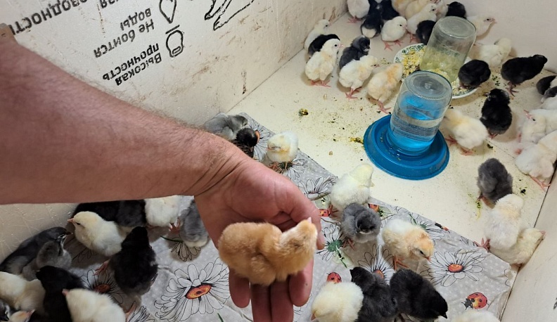 Родители участника СВО из Тарусы оформили соцконтракт на подсобное хозяйство