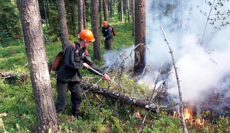 На сохранение лесов Калужской области выделено более 38 миллионов