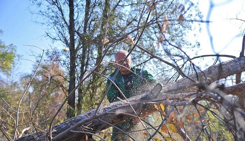 В Калуге ясени вырубят по приказу управления Россельхознадзора