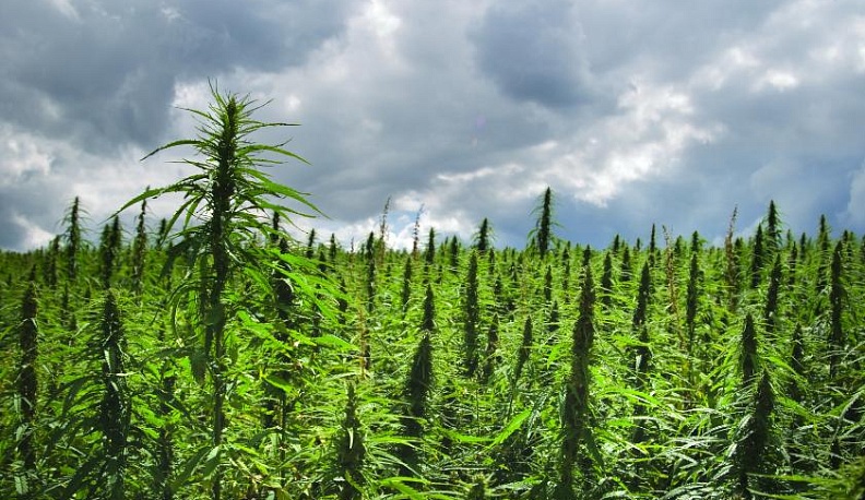 Селекционер из Обнинска выращивал у себя на участке коноплю