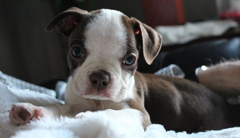 Калужанка отдала мошенникам более 150 тысяч рублей за породистого щенка