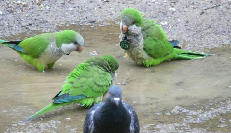 «Фейковая» доставка попугаев обошлась жительнице Обнинска в кругленькую сумму