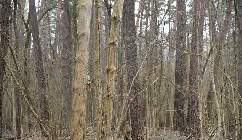 Деревья умирают стоя