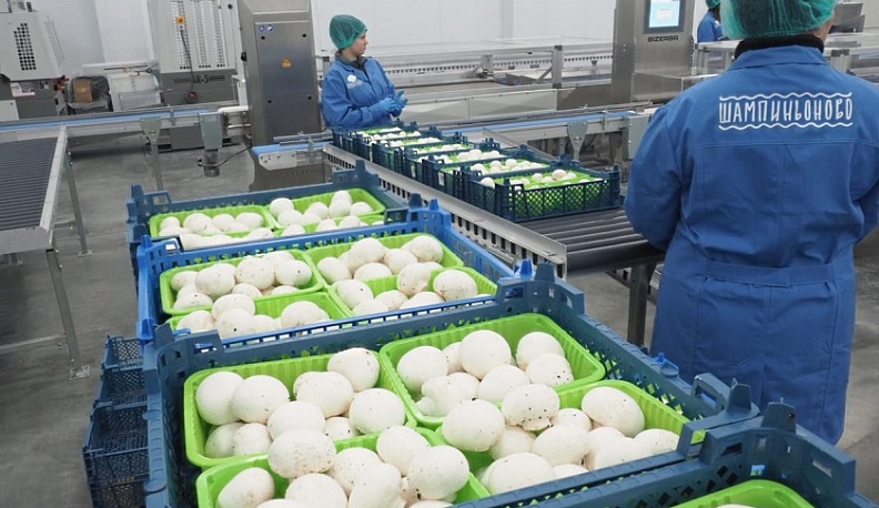 В Дзержинском районе начался сезон шампиньонов