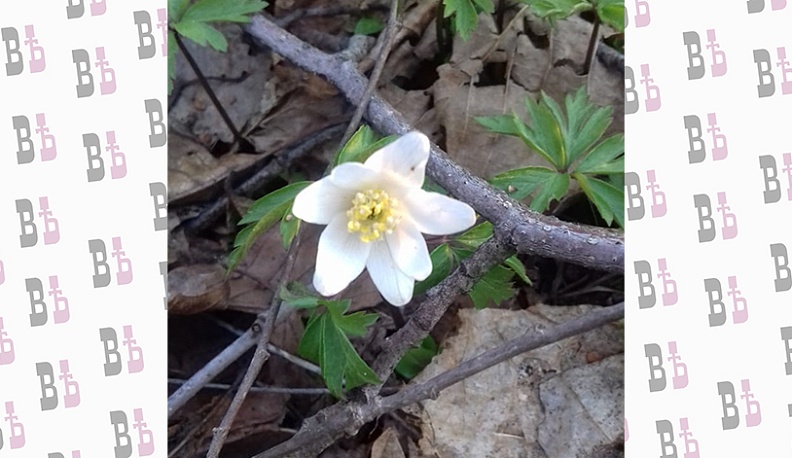В Думиничах досрочно расцвели первоцветы
