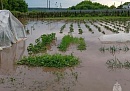 В Перемышльском округе дожди затопили несколько участков