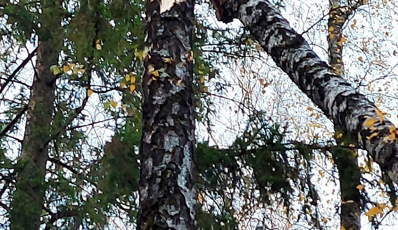 В Обнинске два ребенка пострадали от упавшего в результате урагана дерева