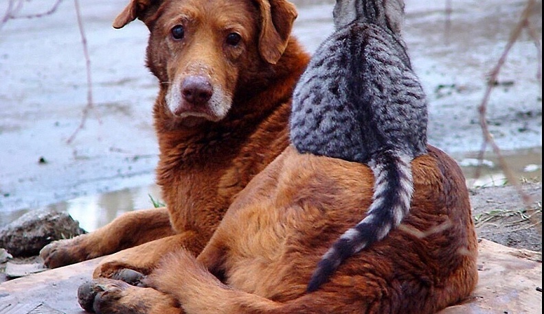 В Калуге подготовят площадку под приют для животных