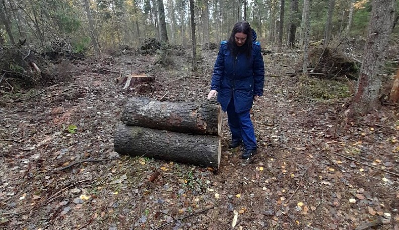 В Калужской области мужчина стал фигурантом уголовного дела после незаконной рубки леса