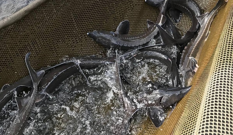 Калужские рыбоводы наращивают объёмы производства и расширяют ассортимент