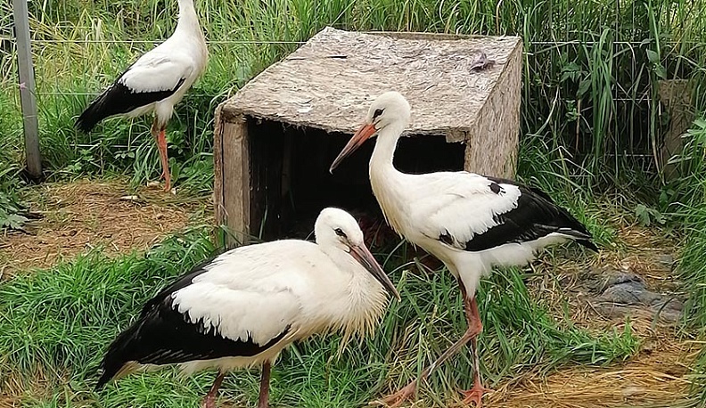 Калужские экологи спасли аиста