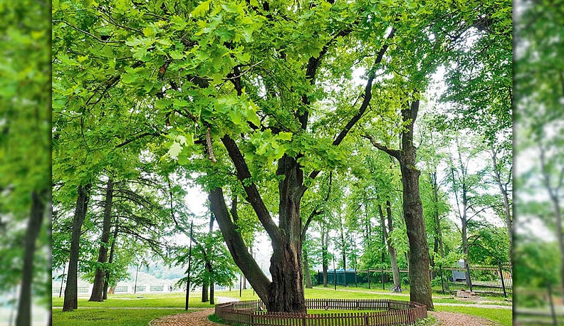 Дать дубу... победу!
