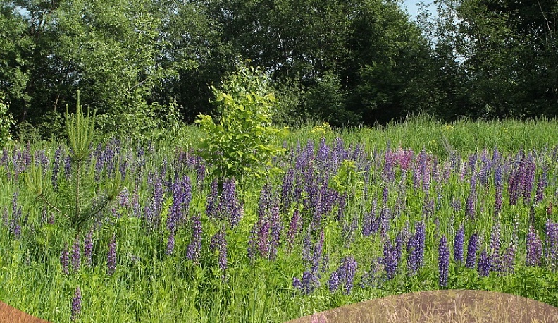 9 растений внесли в список опасных инвазивных видов в Калужской области