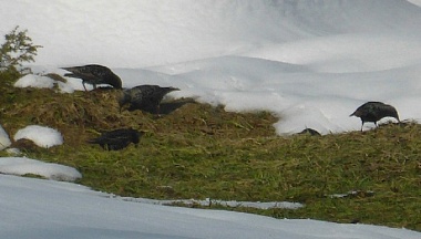 В Калужскую область раньше срока прилетели грачи и скворцы