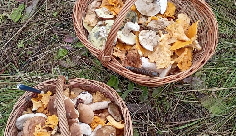 В Калужской области открылся сезон отравления грибами