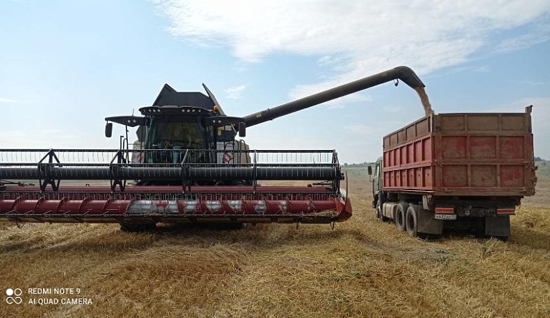 Спелый август