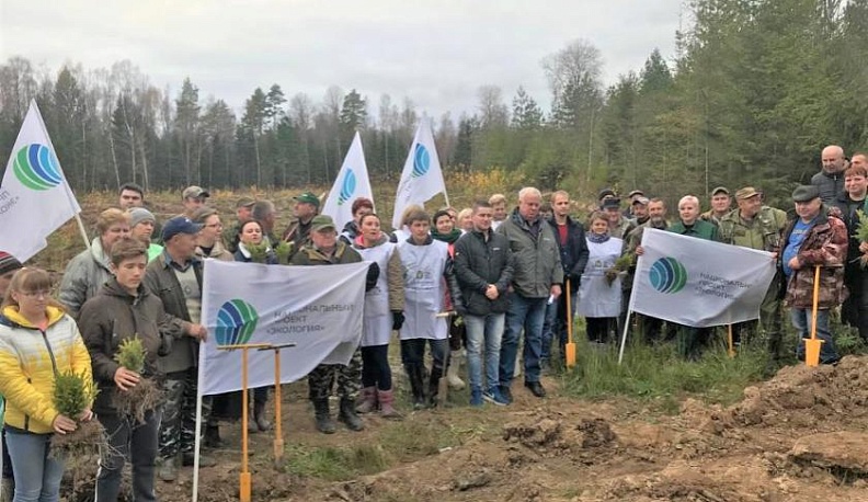 6,5 тысяч хвойных деревьев посадили калужские волонтеры