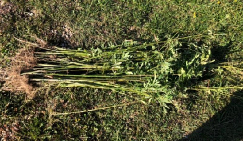 В лесу под Калугой грибник нашел плантацию конопли