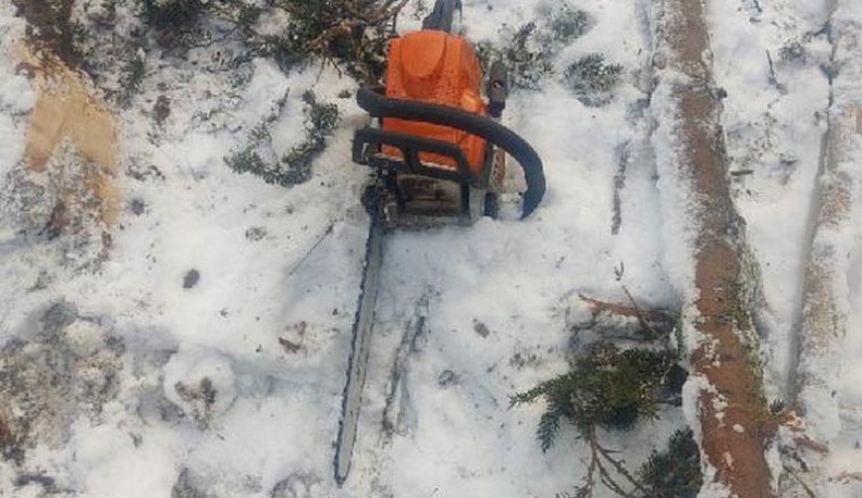 В Рождество в Боровском районе спиленное дерево насмерть придавило лесоруба