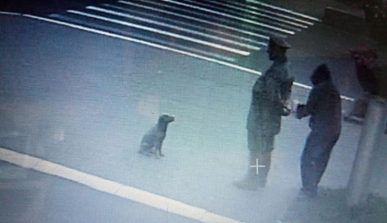  Вандал, раскрасивший городового, засветился перед камерами 