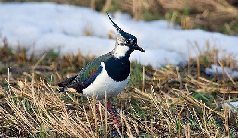 Погода в Калуге: тепло и хмуро