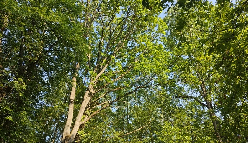 В Калужской области выявили нарушителей правил пожарной безопасности