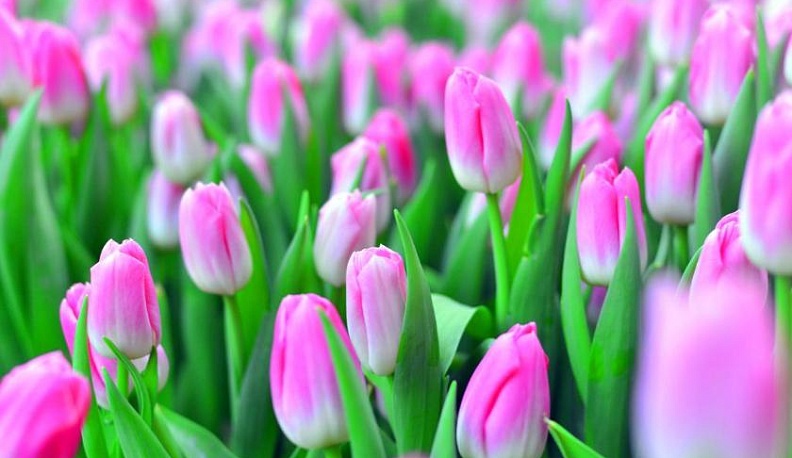 В преддверии 8 марта в Калуге пройдут цветочные рейды