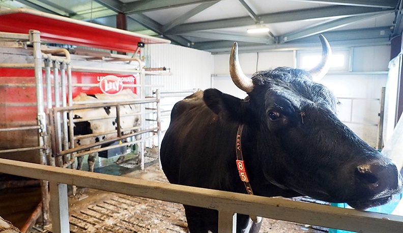 Молочное море и «Фермерский островок»