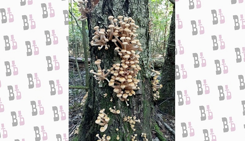 В Калужской области два ребенка отравились грибами за этот год