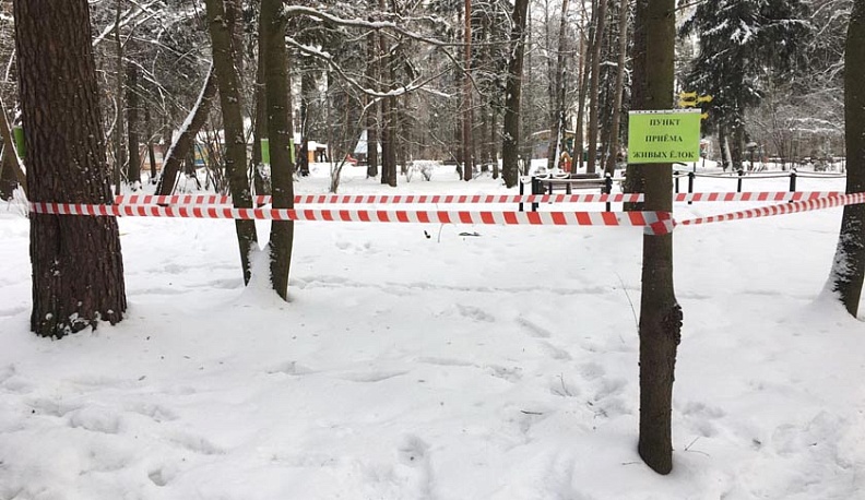 В Обнинске решили, куда деть старые новогодние елки