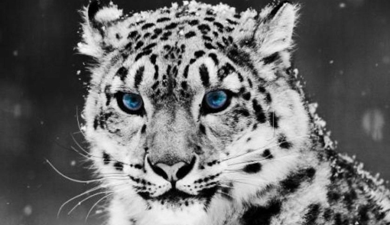 Кировская прокуратура защитила снежного барса