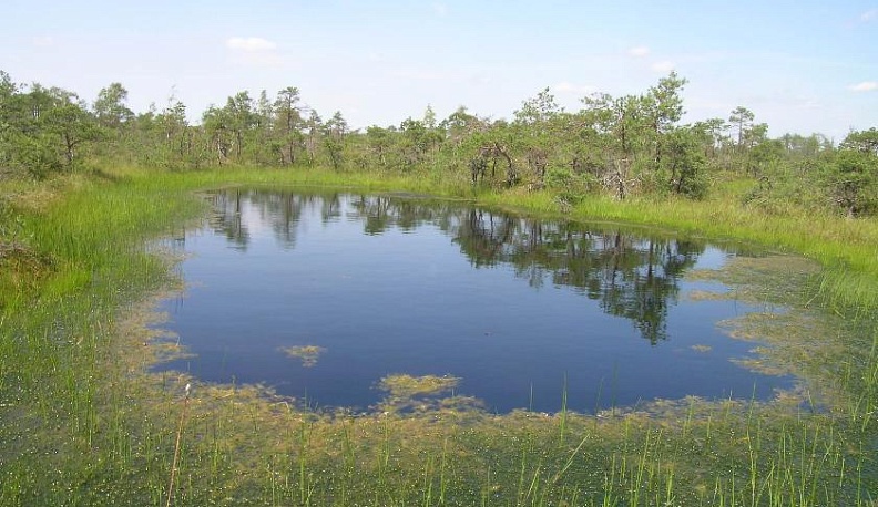 Большое Игнатовское болото признано памятником природы Калужской области